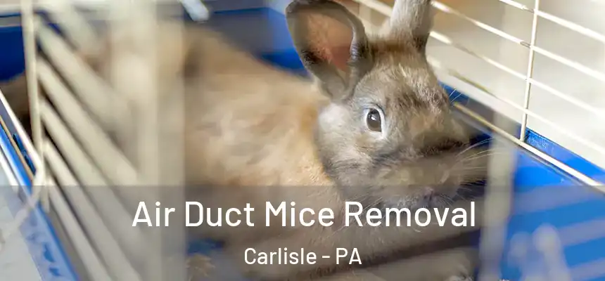  Air Duct Mice Removal Carlisle - PA