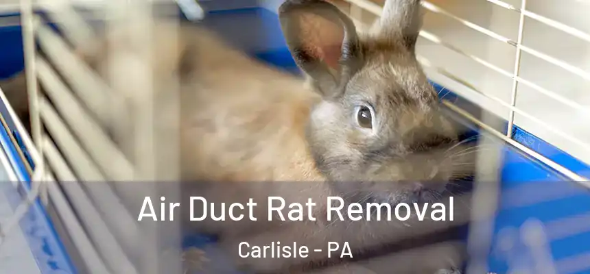  Air Duct Rat Removal Carlisle - PA